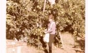 Jakub Gorfinkel zbiera pomarańcze w kibucu Kibutz Givat Brener, Izrael 1969 rok.